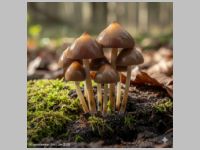 Spitzkegeliger Kahlkopf - Bild exemplarisch. KI generiert. 